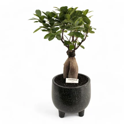 Μικρό μπονσάι φίκος σε πήλινο με ποδαράκια.