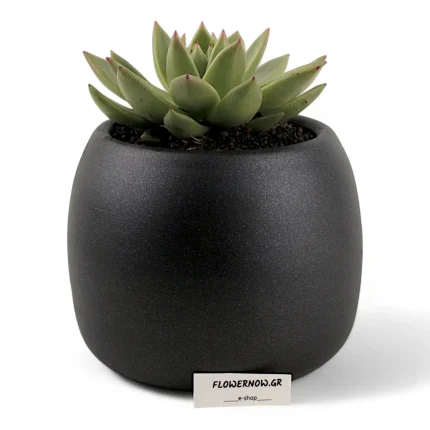 Εχεβέρια παχύφυτο σε μαύρο σκεύος.