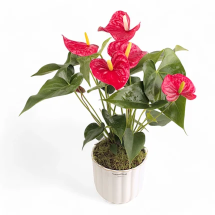 Ανθούριο κόκκινο σε άσπρο σκεύος.