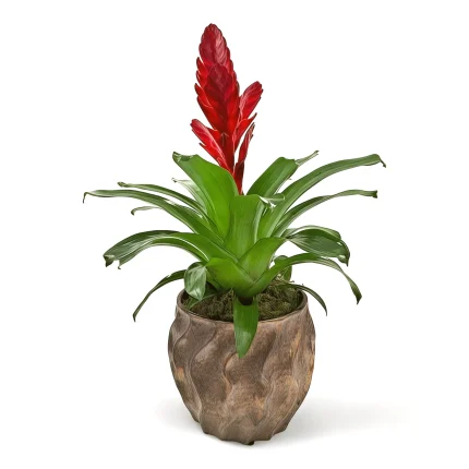 Βριέζια σε πήλινο bronze ανάγλυφο βάζο