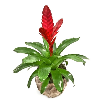 Βριέζια σε πήλινο bronze ανάγλυφο βάζο