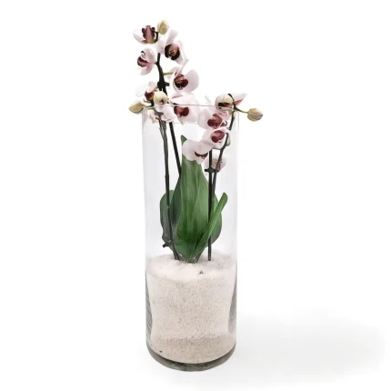 Mini φαλαίνοψις σε γυάλινο βάζο