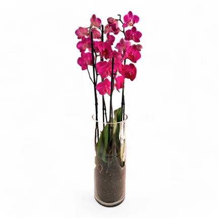 Φαλαίνοψις ορχιδέα μωβ σε γυάλινο βάζο