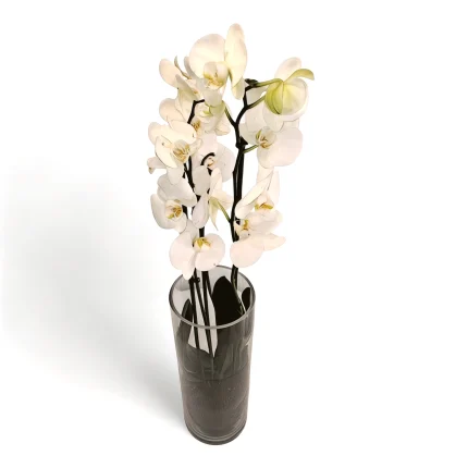 Φαλαίνοψις ορχιδέα λευκή σε γυάλινο βάζο
