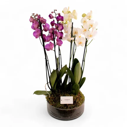 Σύνθεση με μωβ και άσπρη Φαλαίνοψις σε μεγάλη γυάλινη πιατέλα